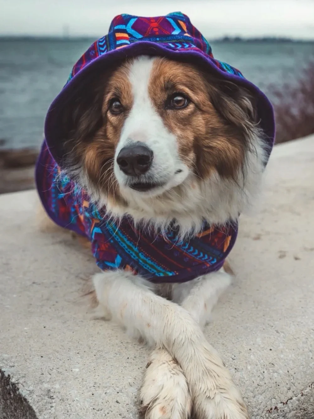 Wilderdog Purple Tribal Hooded Dog Coat with Pocket